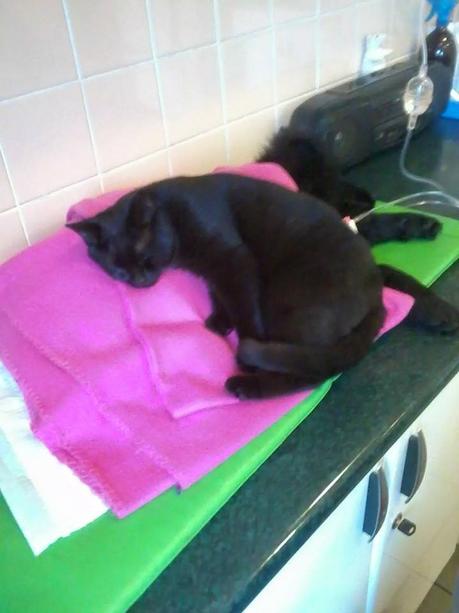 Quelle belle histoire...à redonner le moral en ce mardi bien tristounet 