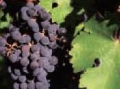 nouveaux rosés pour belles soirées d’été