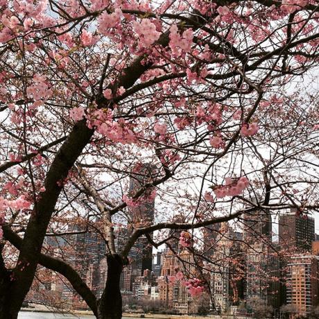 Pink city. đŸ’•đŸŒ¸đŸ‘ŒđŸ�ź#NYC #NewYork #ny #RooseveltIsland #explore #flower  #spring #cherrytree #pink #wanderlust #iloveny  (à Roosevelt Island)