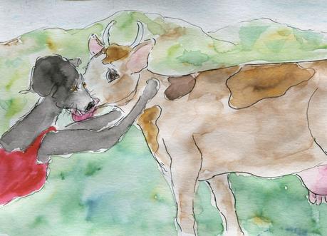 434) amour vache