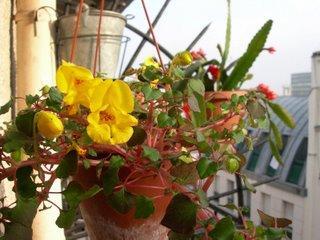 Dernier achat : une belle impatiens à fleurs jaunes