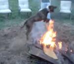 vidéo pitbull saut feu