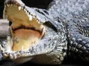 chasse crocodile s’organise Allemagne
