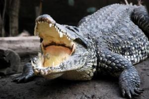Une chasse au crocodile s’organise en Allemagne