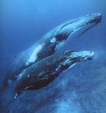 Les baleines a bosse