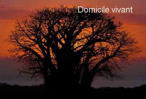 baobab_at_sunset12124533631.1212560143.jpg