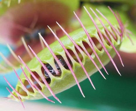 photo insecte prison plante carnivore humour insolite