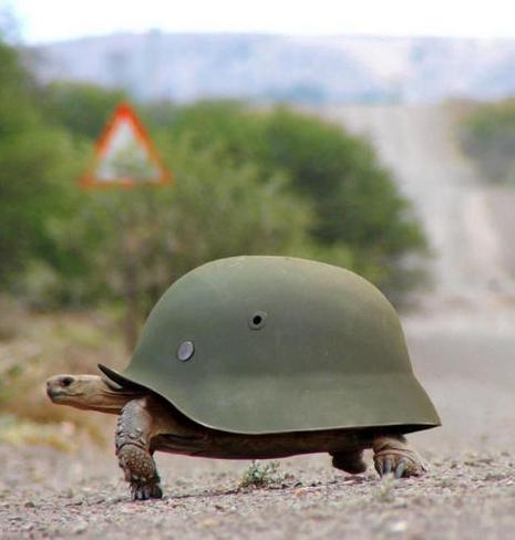 photo carapace tortue casque militaire humour insolite