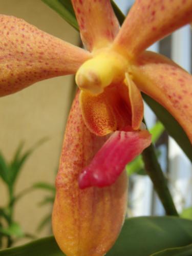 Orchidée en veux tu ???