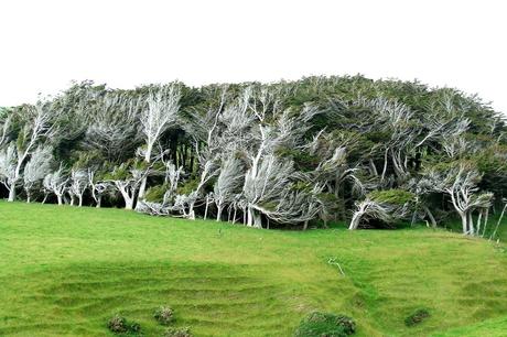 Slope Point – Nlle Zélande