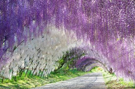 Le plus beau tunnel au monde de wistéria (ou glycine) !