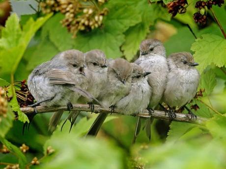 Divers - les oiseaux - 1