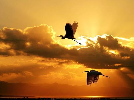 Divers - les oiseaux - 1