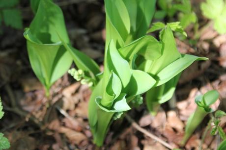Le muguet sera prêt