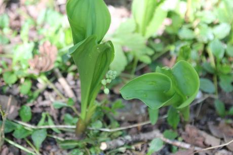 Le muguet sera prêt
