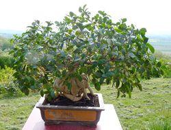 Ficus microcrapa ginseng J-Bruffin_01