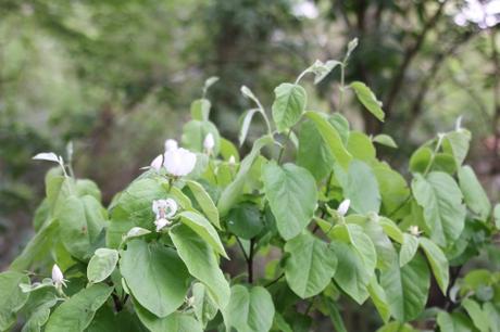 Cydonia et pseudocydonia