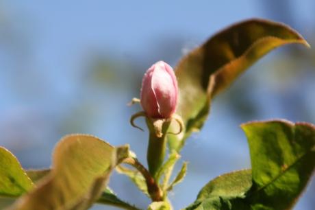 Cydonia et pseudocydonia