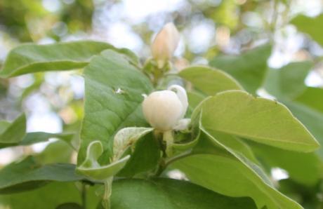 Cydonia et pseudocydonia