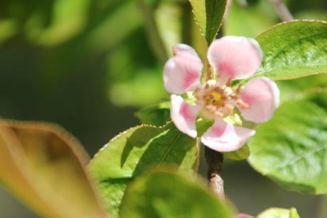 Cydonia et pseudocydonia