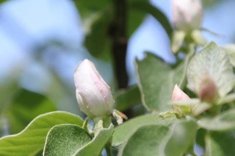 Cydonia et pseudocydonia