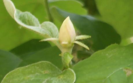 Cydonia et pseudocydonia