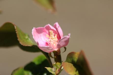 Cydonia et pseudocydonia