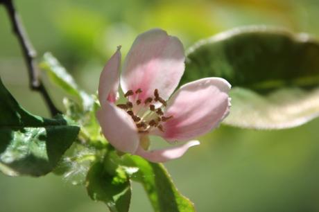 Cydonia et pseudocydonia