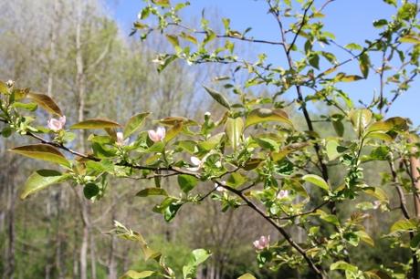 Cydonia et pseudocydonia
