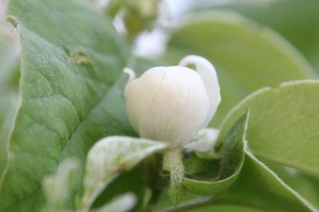 Cydonia et pseudocydonia