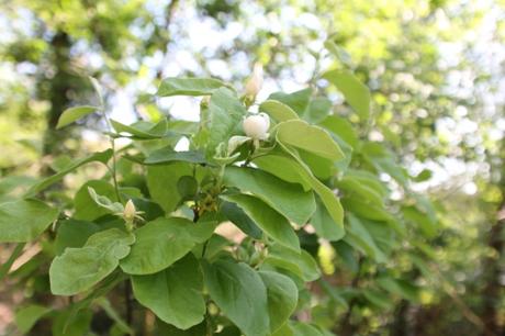 Cydonia et pseudocydonia