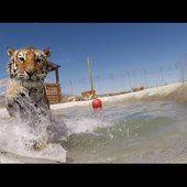 VIDEO: rescued tigers swim for the first time