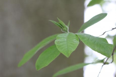 Eriobotrya japonica, le porte-greffe