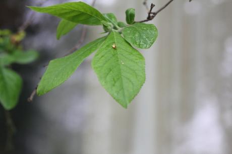 Eriobotrya japonica, le porte-greffe
