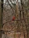 oiseau rouge