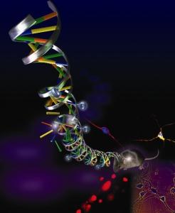 Maladie de HUNGTINGTON: Bloquer le transport de la protéine mutée vers le cerveau  – Annals of Neurology