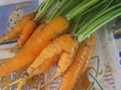 chronique d’un potager ordinaire suite semis plantations 2015 oignons jaunes carottes