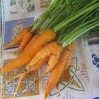 Chronique d’un potager ordinaire : suite des semis et plantations  2015 : carottes