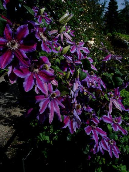 La clématite armandii: fleurs parfumées et feuillage persistant