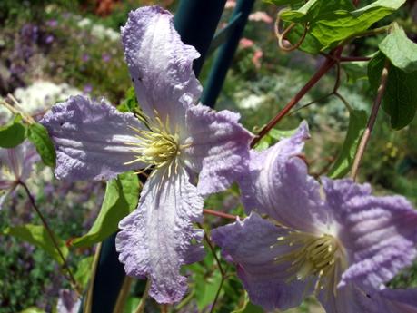 La clématite armandii: fleurs parfumées et feuillage persistant
