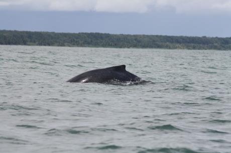 Petites et grosses bébêtes !!