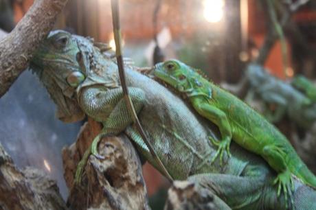 Petites et grosses bébêtes !!