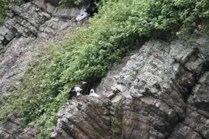 Petites et grosses bébêtes !!