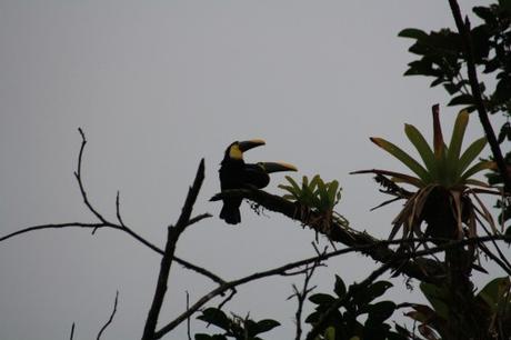 Petites et grosses bébêtes !!