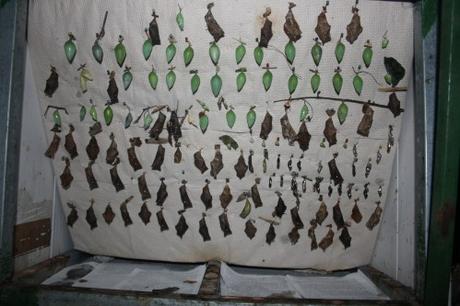 Petites et grosses bébêtes !!