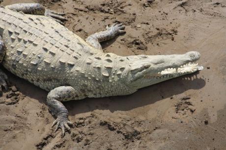 Petites et grosses bébêtes !!