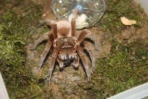 Petites et grosses bébêtes !!