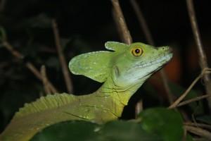 Petites et grosses bébêtes !!