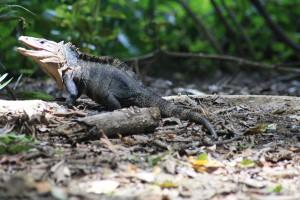 Petites et grosses bébêtes !!