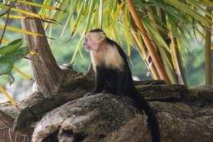 Petites et grosses bébêtes !!